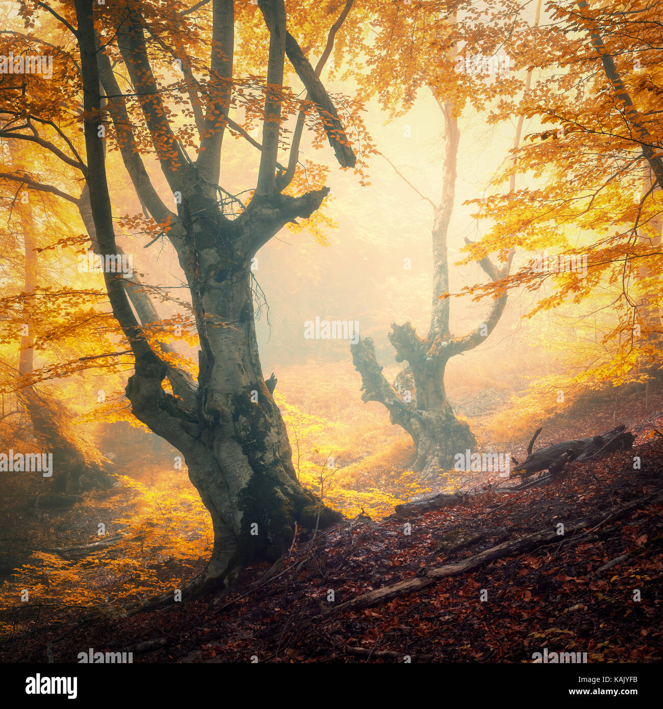 Herbst Wald im Nebel. Bunte Landschaft mit schönen verwunschene Bäume mit orange und rote Blätter an den Ästen. Erstaunliche Szene mit Trail und mysti Stockfoto