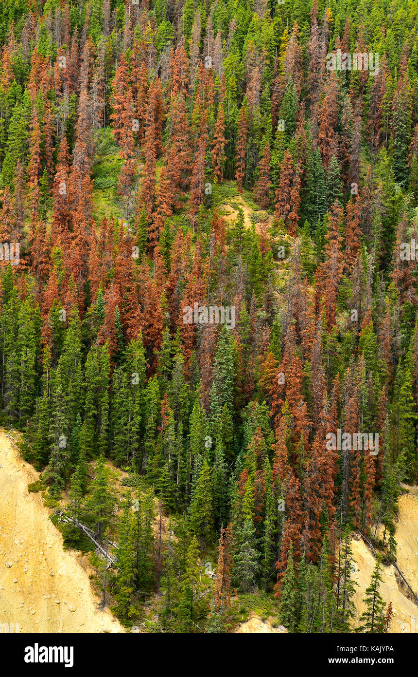 Red pine Bäume an einem Berghang, Toten aus dem Kiefer Käfer Befall in Jasper National Park, Alberta, Kanada Stockfoto