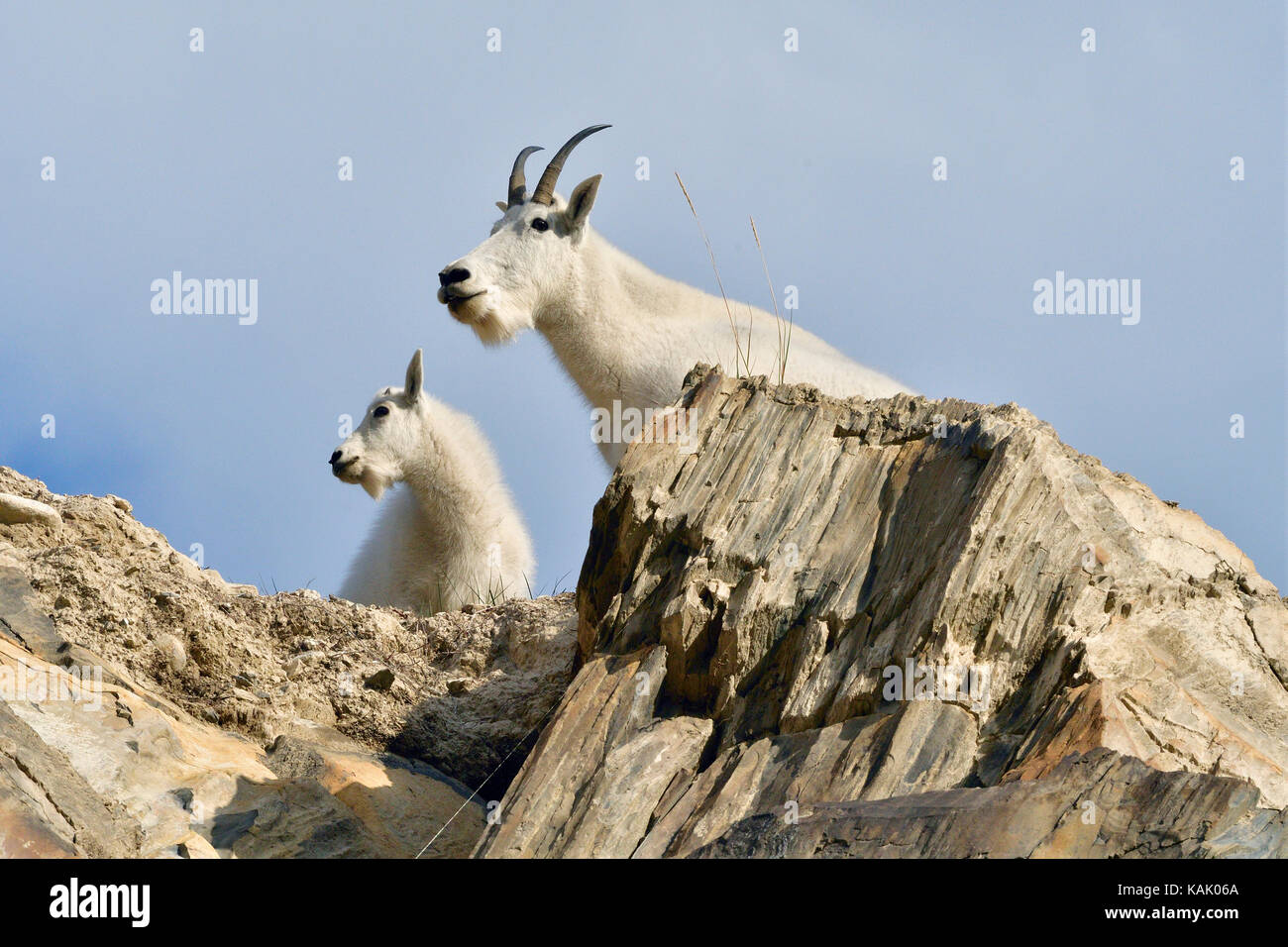 Eine Mutter und Baby Bergziegen, Oreamnos americanus, auf einem Felsvorsprung in Jasper National Park, Alberta, Kanada. Stockfoto