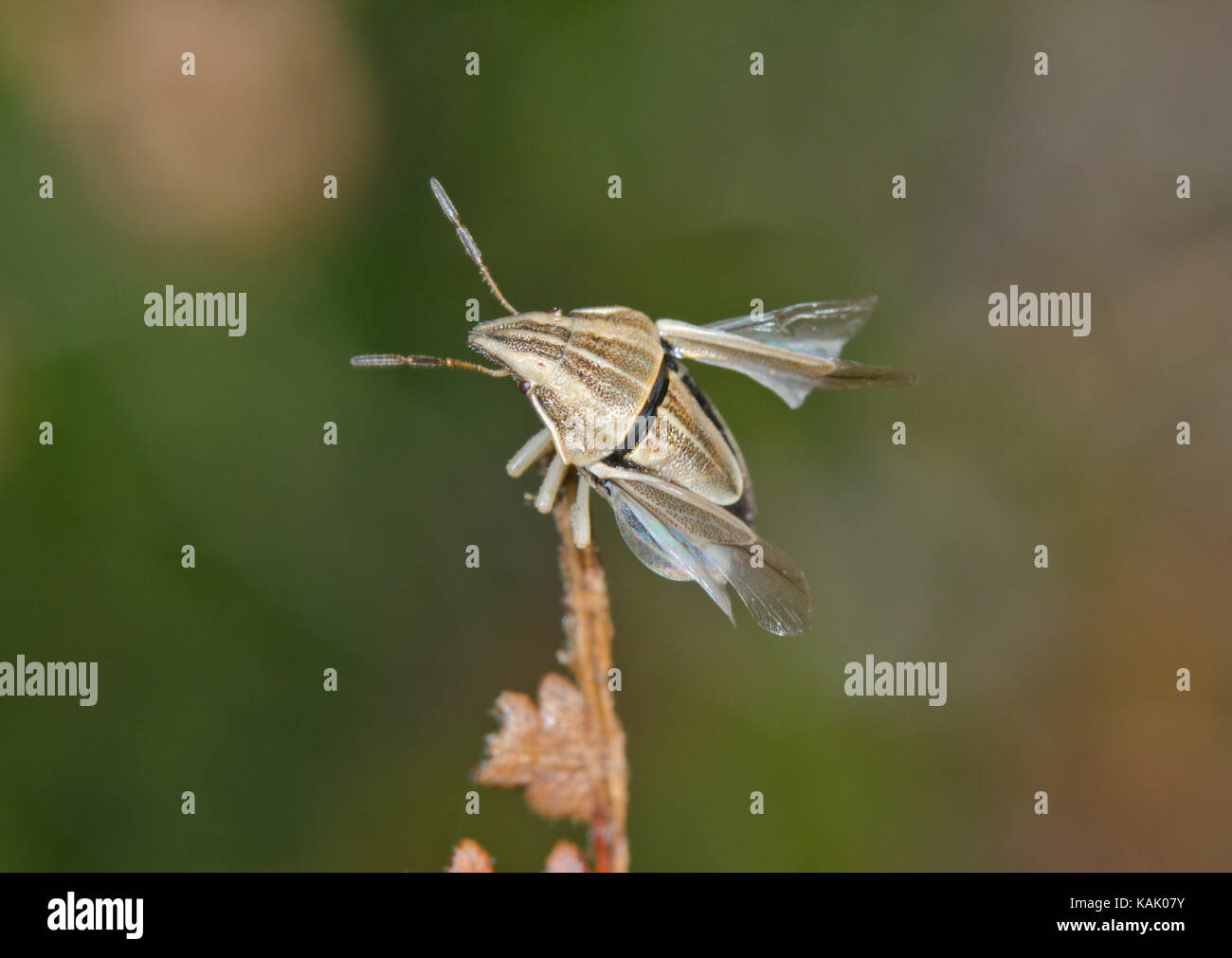 Die Bischofsmütze Shieldbug (Aelia acuminata), die 4 der 5. Pentatomidae. Sussex, UK Stockfoto