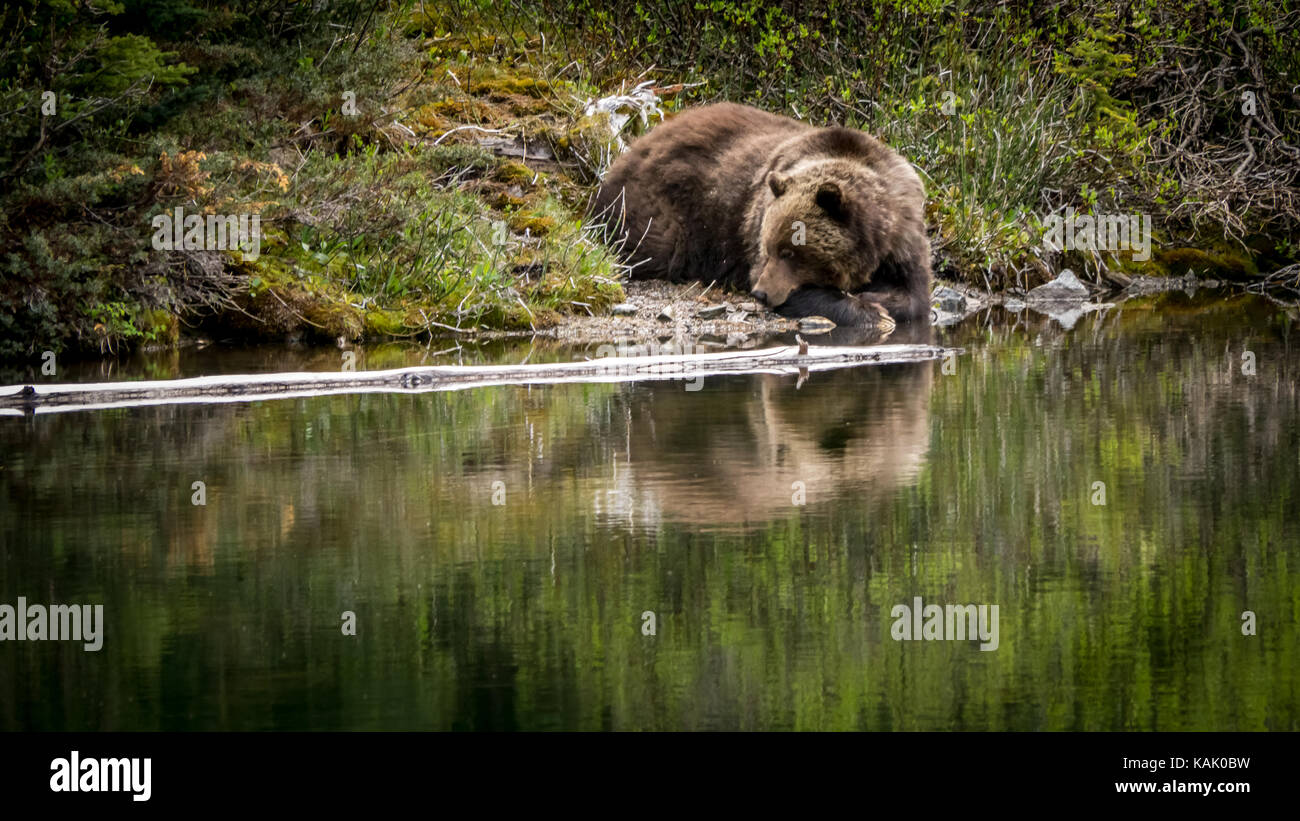 Männlicher Grizzlybär (Ursus Arctos ssp.), der sich an einem Teich in der Nähe des Fichte Sees im South Chilctin Mountain Park, British Columbia, Kanada ausruht. Stockfoto