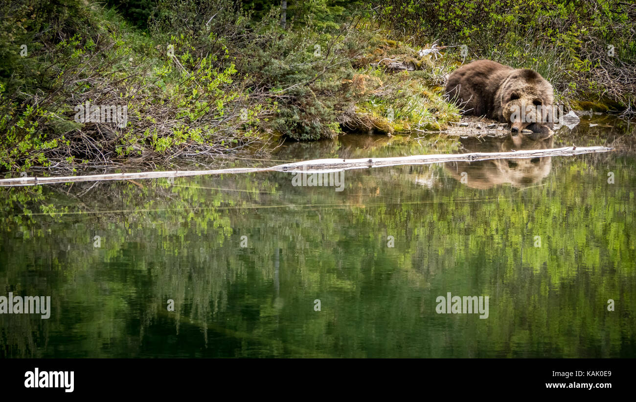 Männlicher Grizzlybär (Ursus Arctos ssp.), der sich an einem Teich in der Nähe des Fichte Sees im South Chilctin Mountain Park, British Columbia, Kanada ausruht. Stockfoto