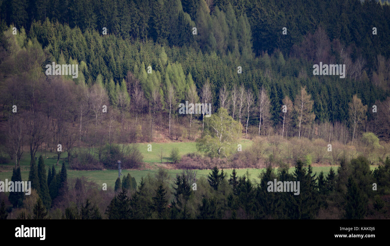 Licht, das im Frühling auf einer Birke leuchtet, umgeben von Wiesen und Wäldern. Aufgenommen in der Sächsischen Schweiz, nahe der tschechischen Grenze, Sachsen, Deutschland. Stockfoto