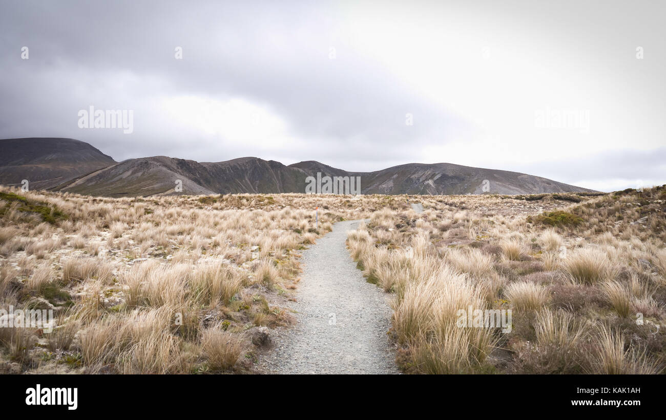 Trail führt durch tussock Grasland auf einem Stimmungsvollen Tag im Tongariro National Park (North Island, Neuseeland). Stockfoto