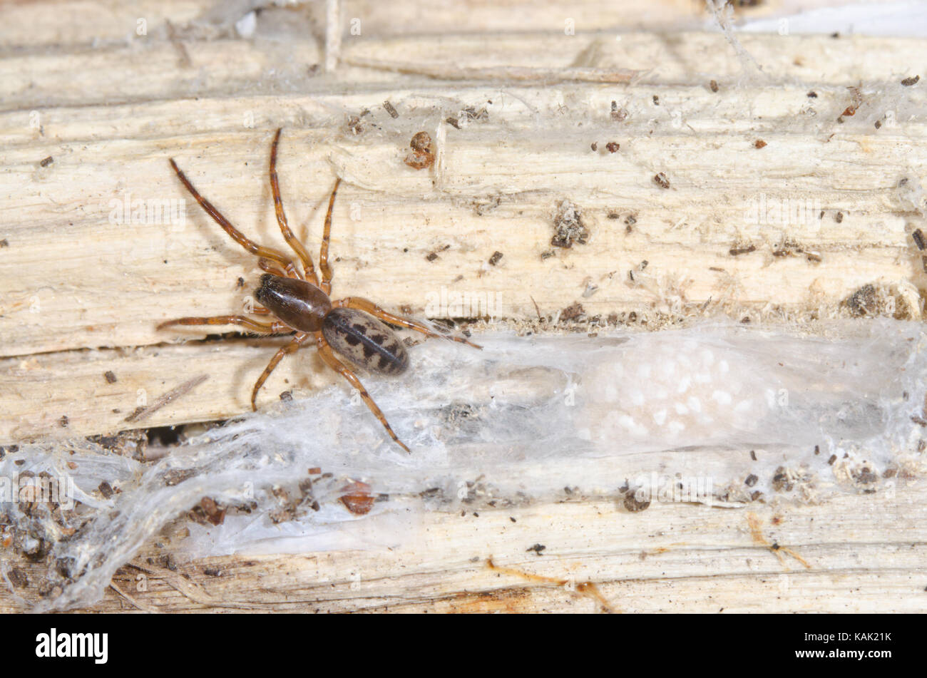 Snakeskin Spinne (Segestria senoculata) mit Ei-sac. Sussex, UK Stockfoto