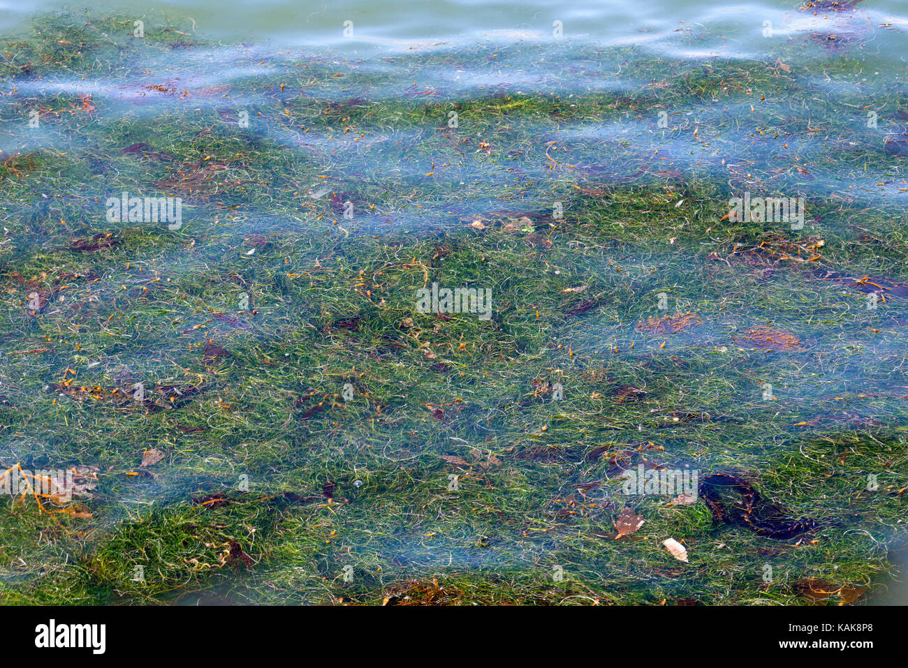 Algen und Seegras, Ocean Beach, San Diego, Kalifornien, USA Stockfoto