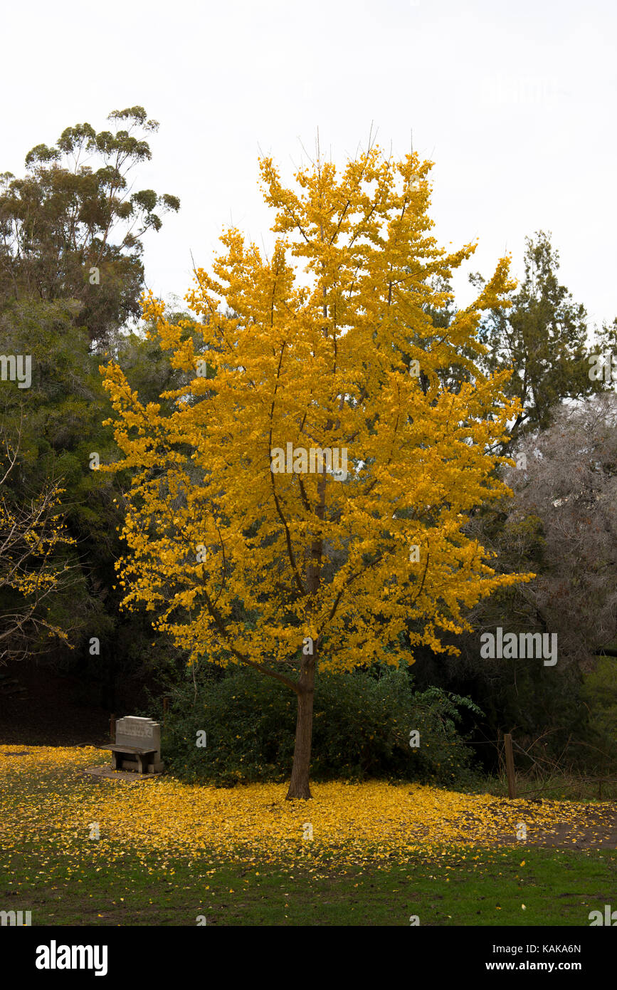Baum mit fallenden Blätter, Presidio Park, San Diego, Kalifornien, USA Stockfoto