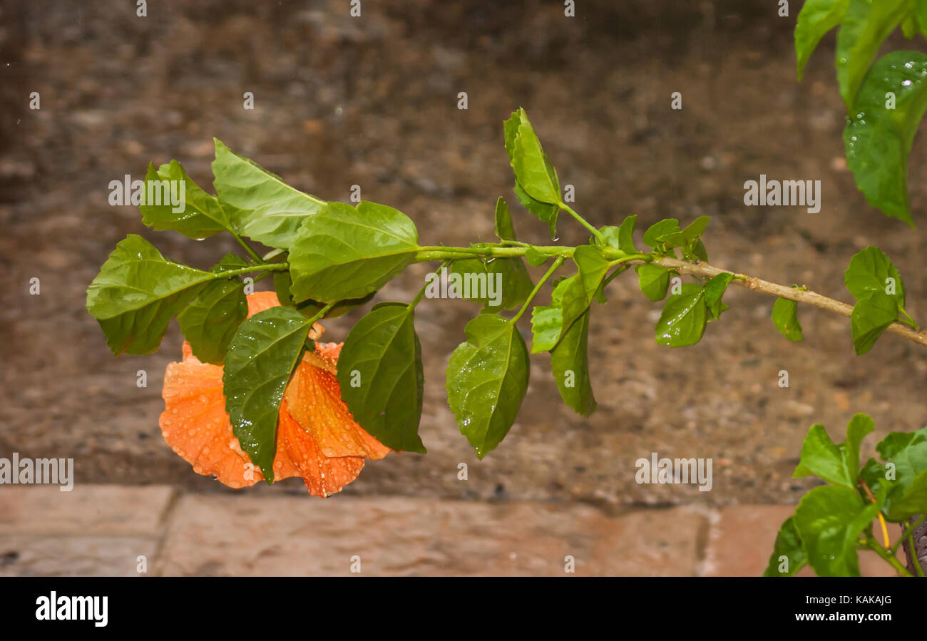 Ein Zweig mit einem orange Hibiscus flower Gebeugt unter der wight der Regen. Stockfoto