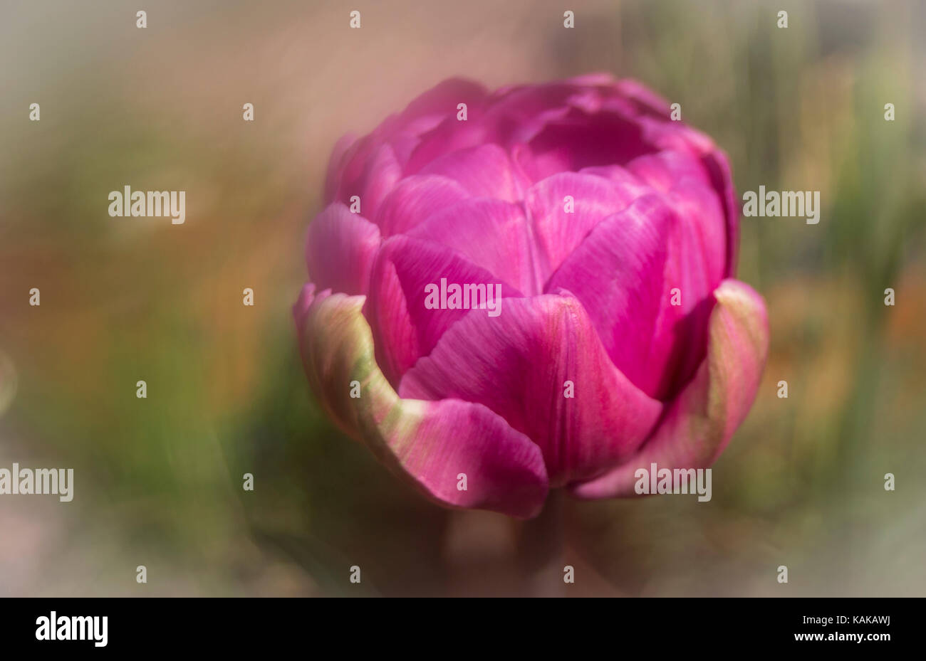 Ball der Farbe Stockfoto