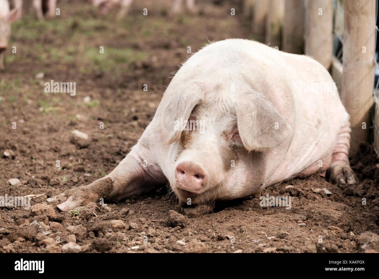 Ein Gloucester alten Spot Schwein liegend gegen einen Zaun in einem Stift auf einem englischen Farm Stockfoto