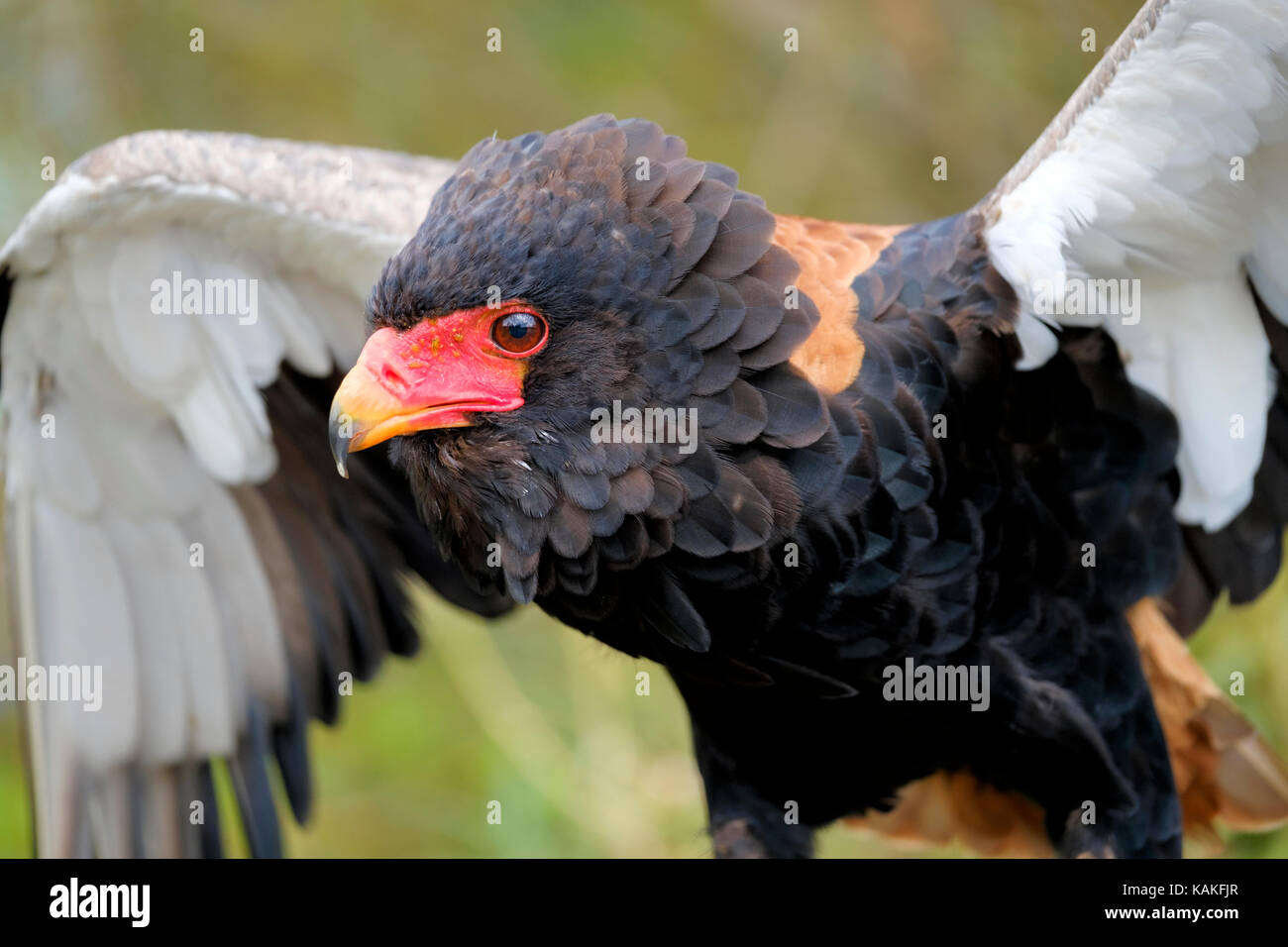 Eine captive Sie Adler, Terathopius ecaudatus, biegt seine Flügel und Rüschen seinen Kopf feahers Stockfoto