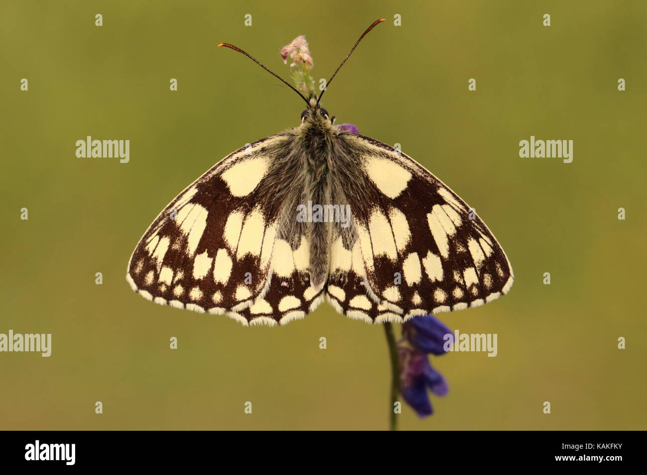 Männliche marmoriert Weiß Schmetterling auf Vogelwicke gehockt Stockfoto