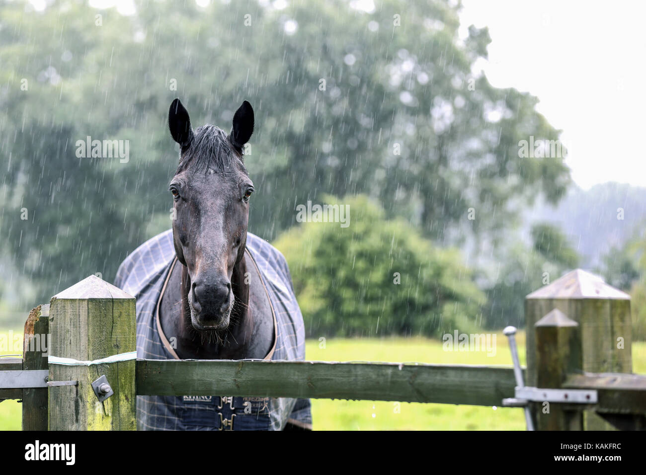 Ein Regen durchnässt Thoroughbredpferd über eine hölzerne Tor bei einem starken Regen Sturm sieht. Das Pferd hat sich in einem eingezäunten Koppel Links zu grasen. Stockfoto