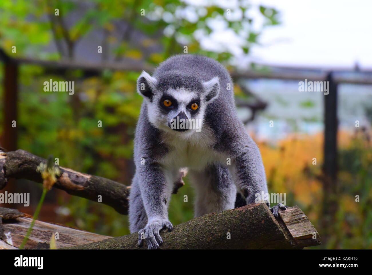 Lemuren lauern Stockfoto