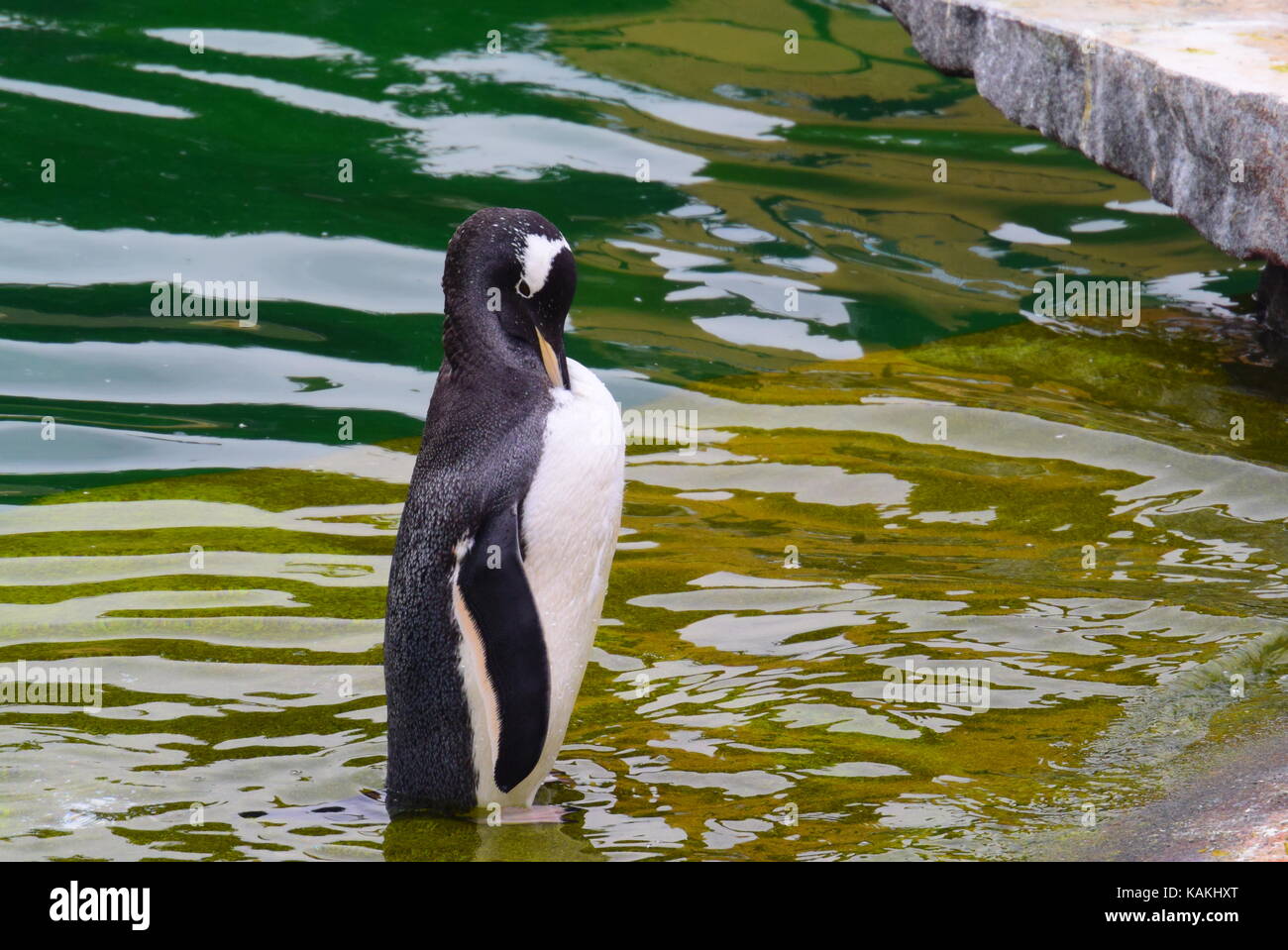 Pinguin in Edinburgh Zoo Stockfoto