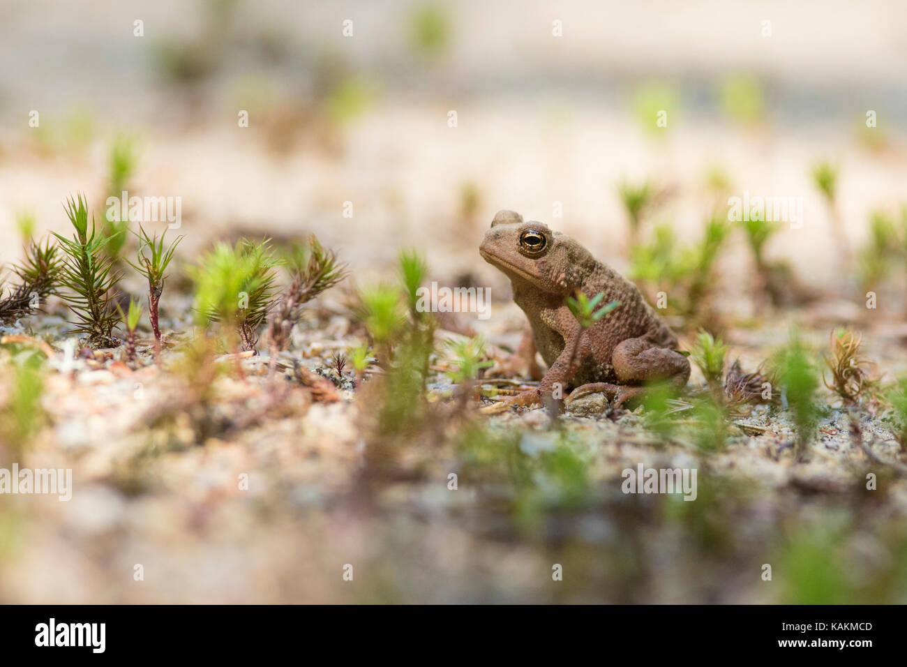 Baby american Toad Stockfoto