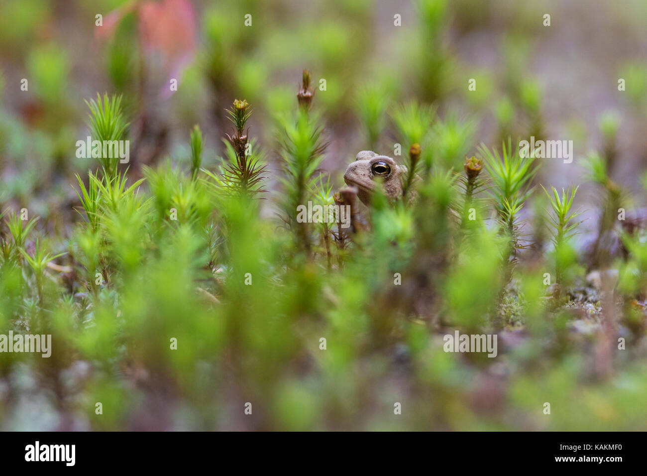 Baby american Toad Stockfoto
