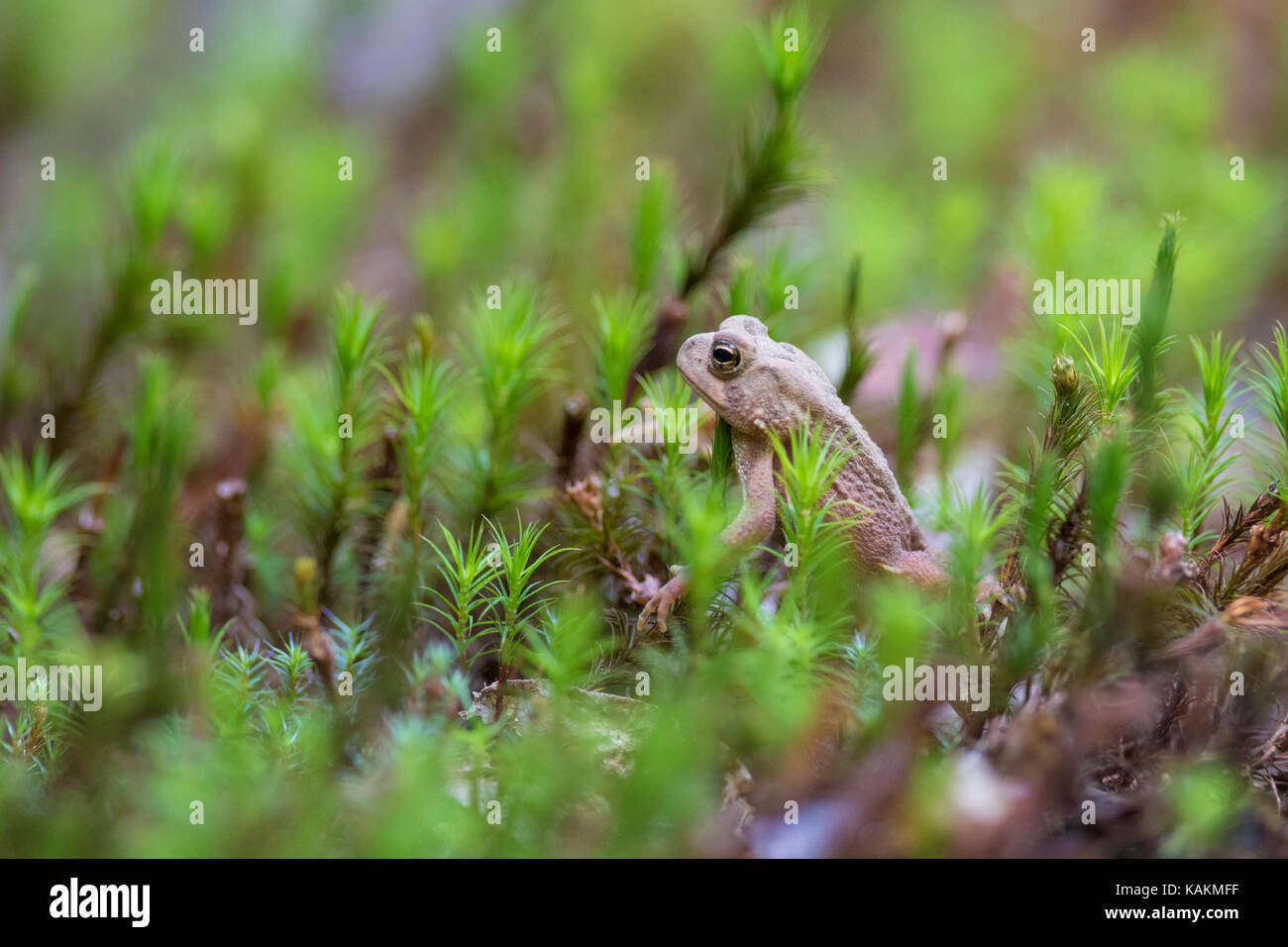 Baby american Toad Stockfoto