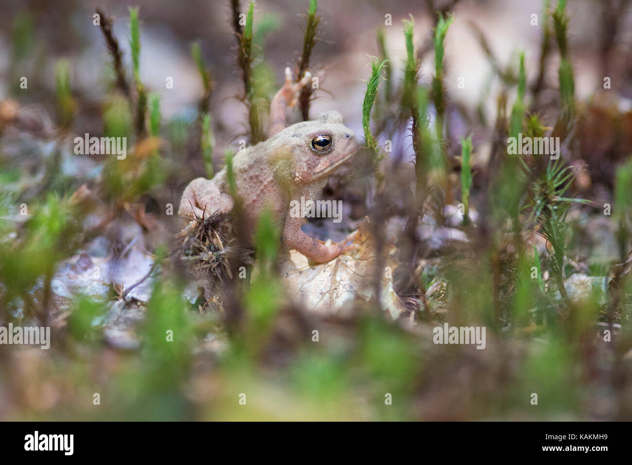 Baby american Toad Stockfoto