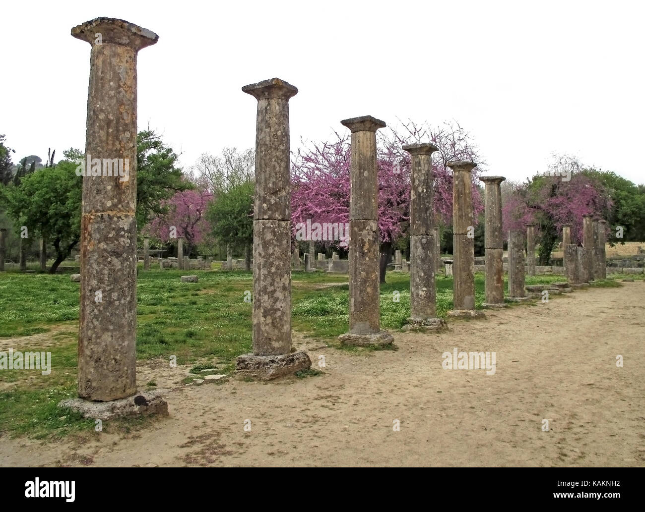 Die Ruinen der antiken griechischen mit rosa blühenden Baum, archäologische Stätte des antiken Olympia, Griechenland Stockfoto