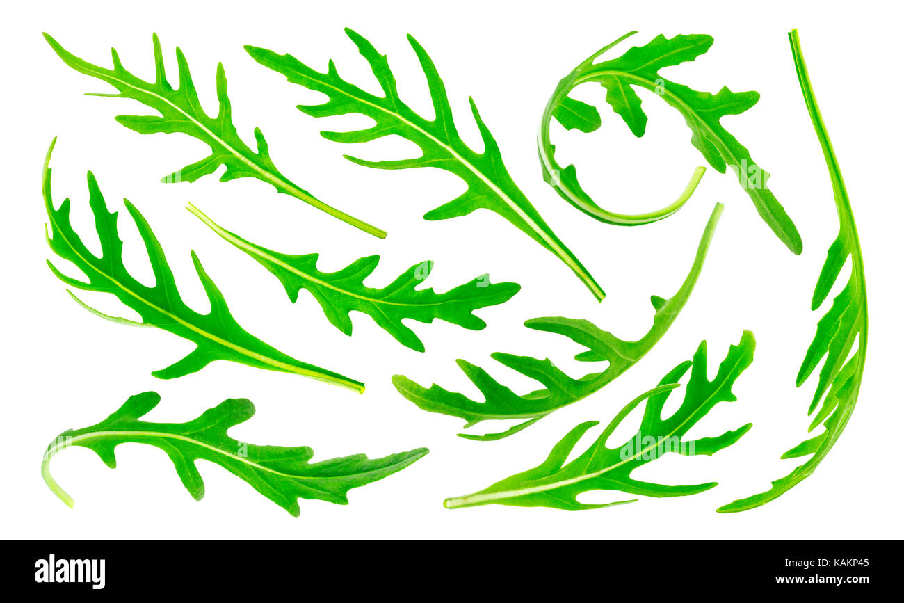 Rucola isoliert auf weißem Hintergrund. Grüne Blätter Rucola, große Sammlung Stockfoto