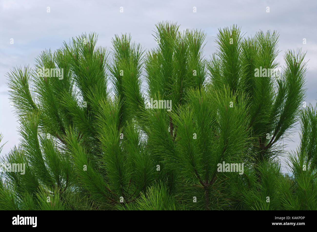 Dies ist Pinus Pinea, Zirbe oder Regenschirm Kiefer, Kiefer froparasol, Gartenbau, Baum, Mittelmeer, horizontal, m die Familie Pinaceae Stockfoto