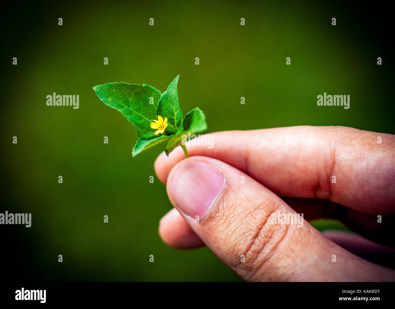 die eine Blume Stockfoto