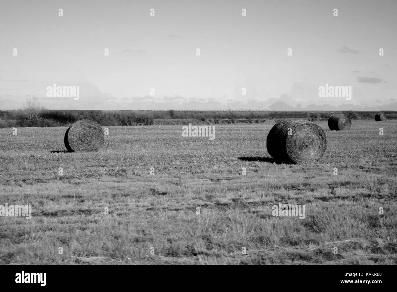 Runde Strohballen auf einem Feld in Schwarz und Weiß Stockfoto