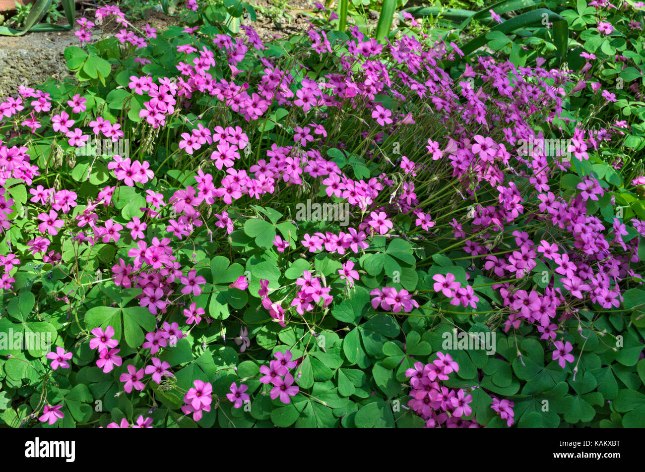 Kleine lila Blumen im Garten auf den Frühling Sonne Stockfotografie Alamy