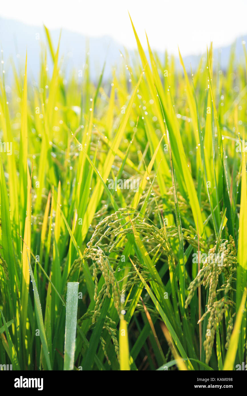 Reisfeld am Morgen Stockfoto