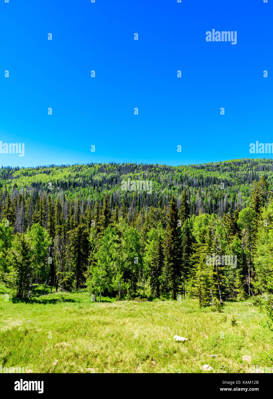 Grüne Wiese, grüne Bäume, Wald vor blauem Himmel. Bild vertikal Stockfoto