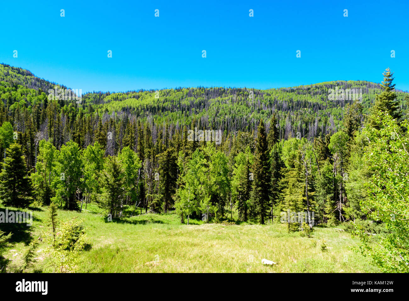 Isolierte Bergwiese, grünen Wald vor blauem Himmel. Stockfoto