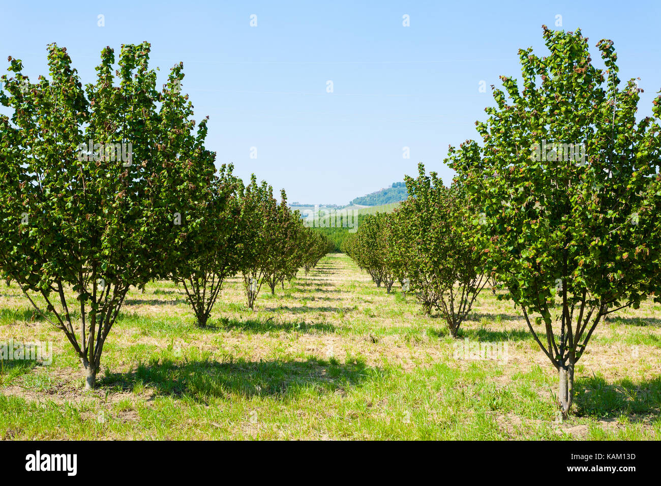 Hazel Anbau aus der Region Langhe, Italien. Italienischen Landwirtschaft. UNESCO-Weltkulturerbe. Stockfoto