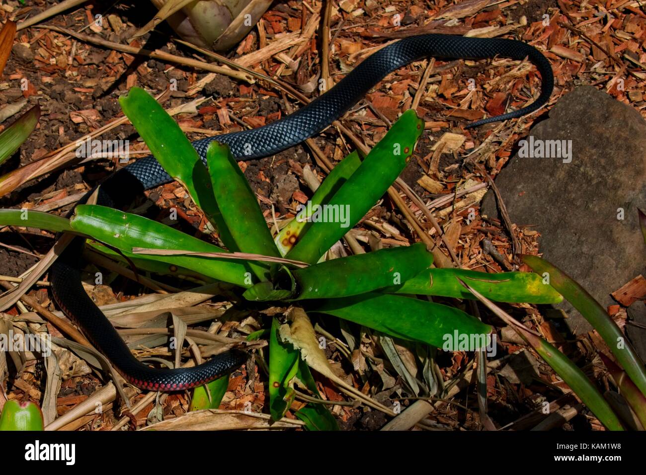 Australian Red-bellied Black Snake (pseudechis porphyriacus) auf der Suche nach Nahrung Stockfoto