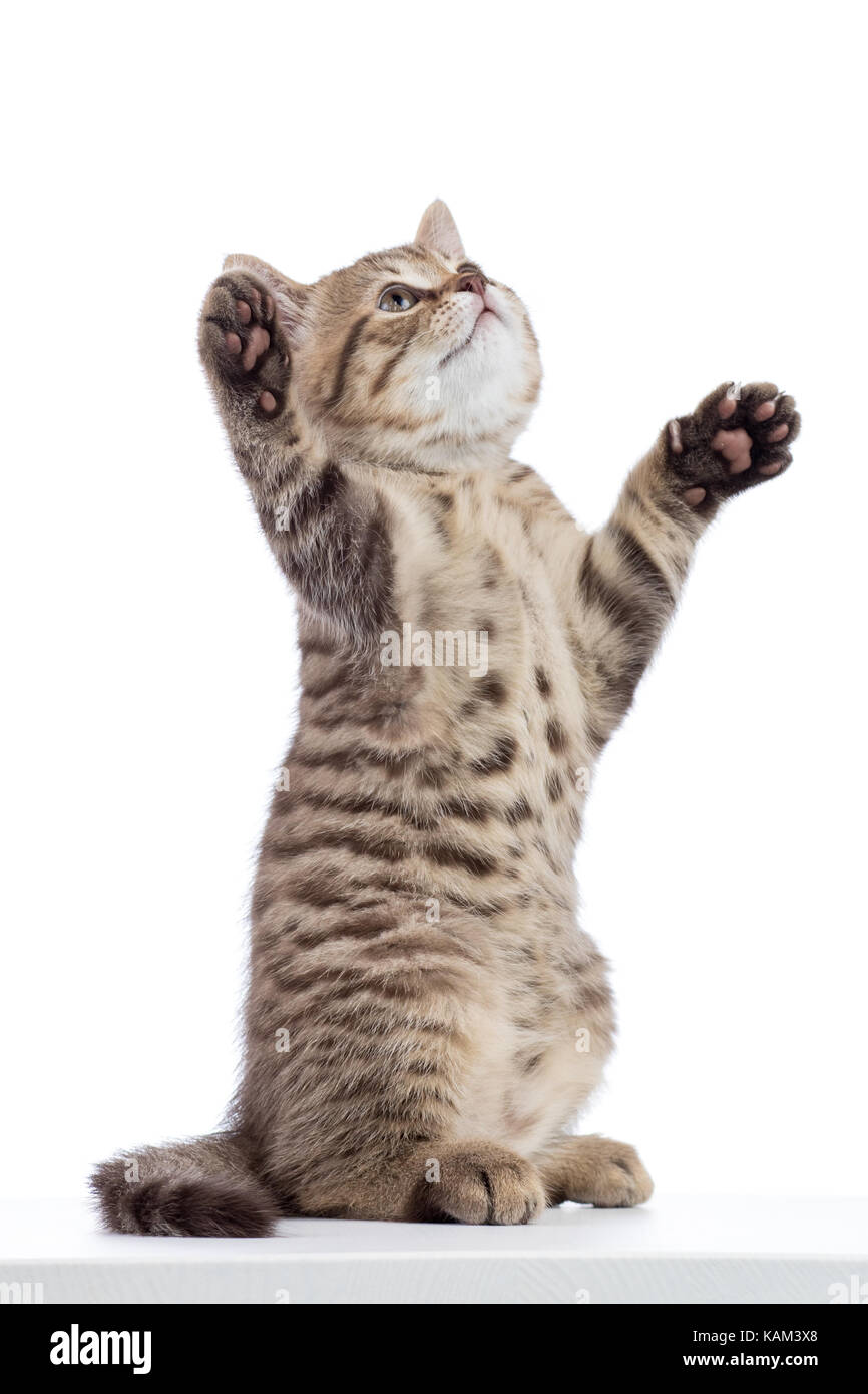Gestreifte Scottish kitten reine Rasse tanzen isoliert Stockfoto