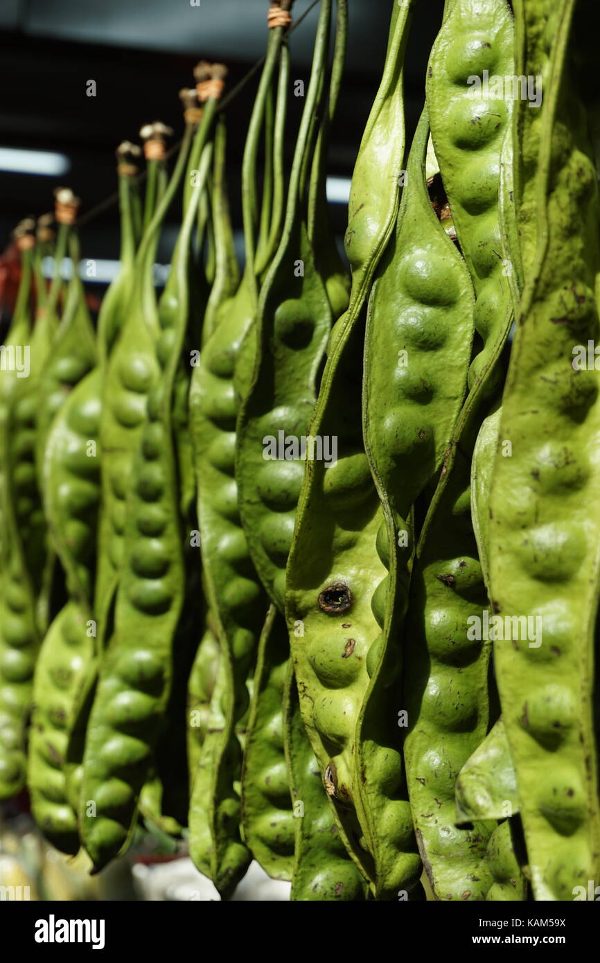 Petai, Parkia speciosa, langen flachen Bohnen Stockfoto