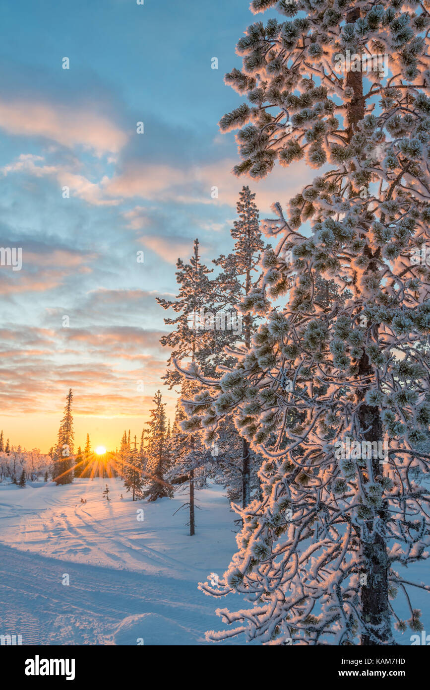 Verschneite Landschaft bei Sonnenuntergang, gefrorene Bäume im Winter in Saariselkä, Lappland, Finnland Stockfoto