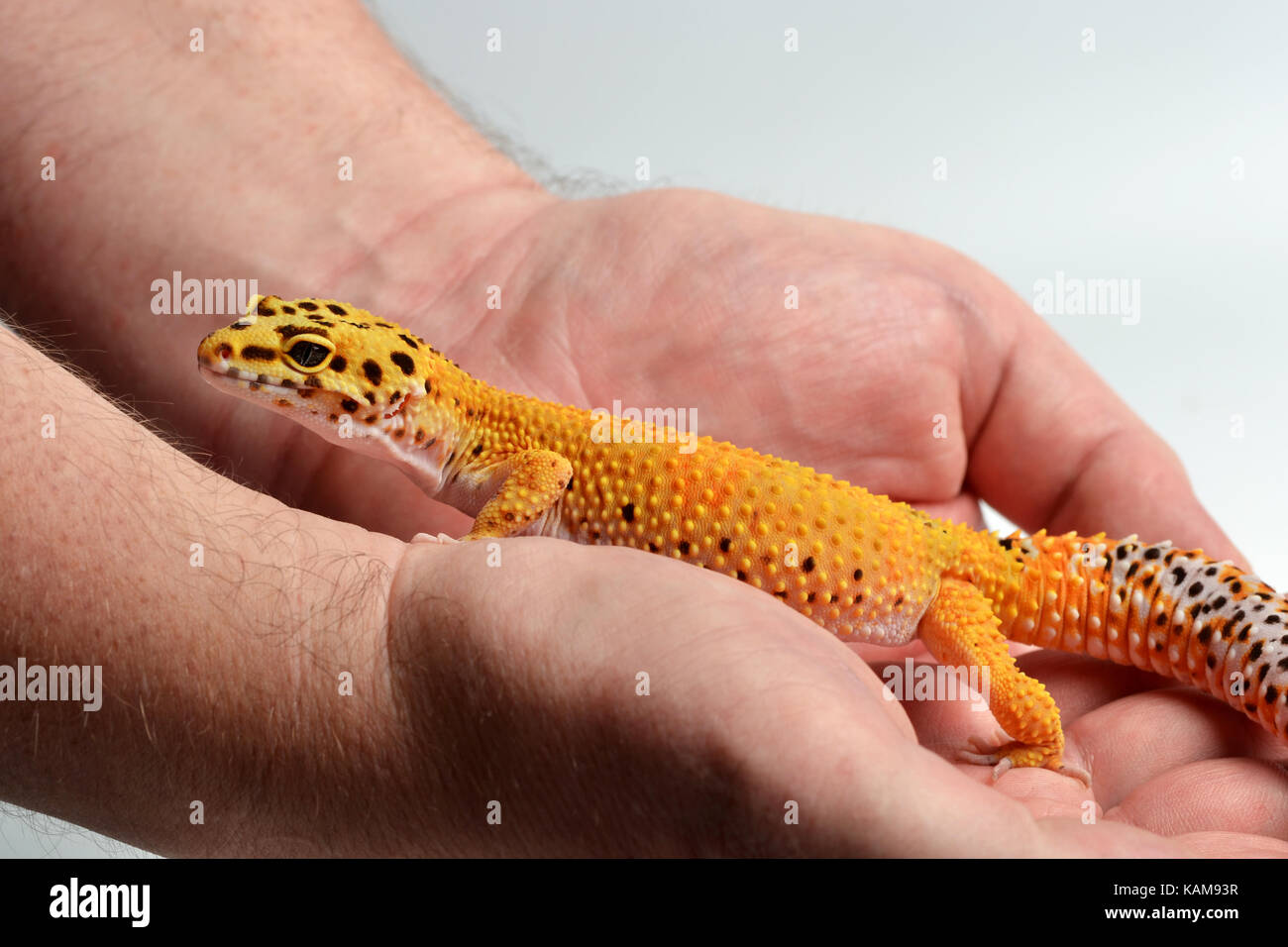 Ein Leopard Gecko (Eublepharis macularius) in einem Studio mit einem weißen Hintergrund gehalten wird. Stockfoto