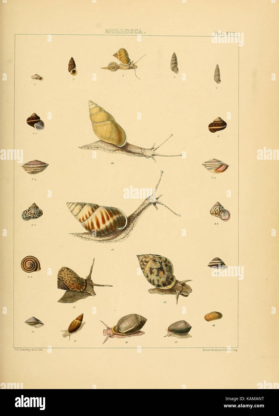 Die Zoologie der Reise der H.M.S. Samarang, unter dem Kommando von Kapitän Sir Edward Belcher, C.B., F.R.A.S., F. G.S., die in den Jahren 1843 1846 (8337376407) Stockfoto