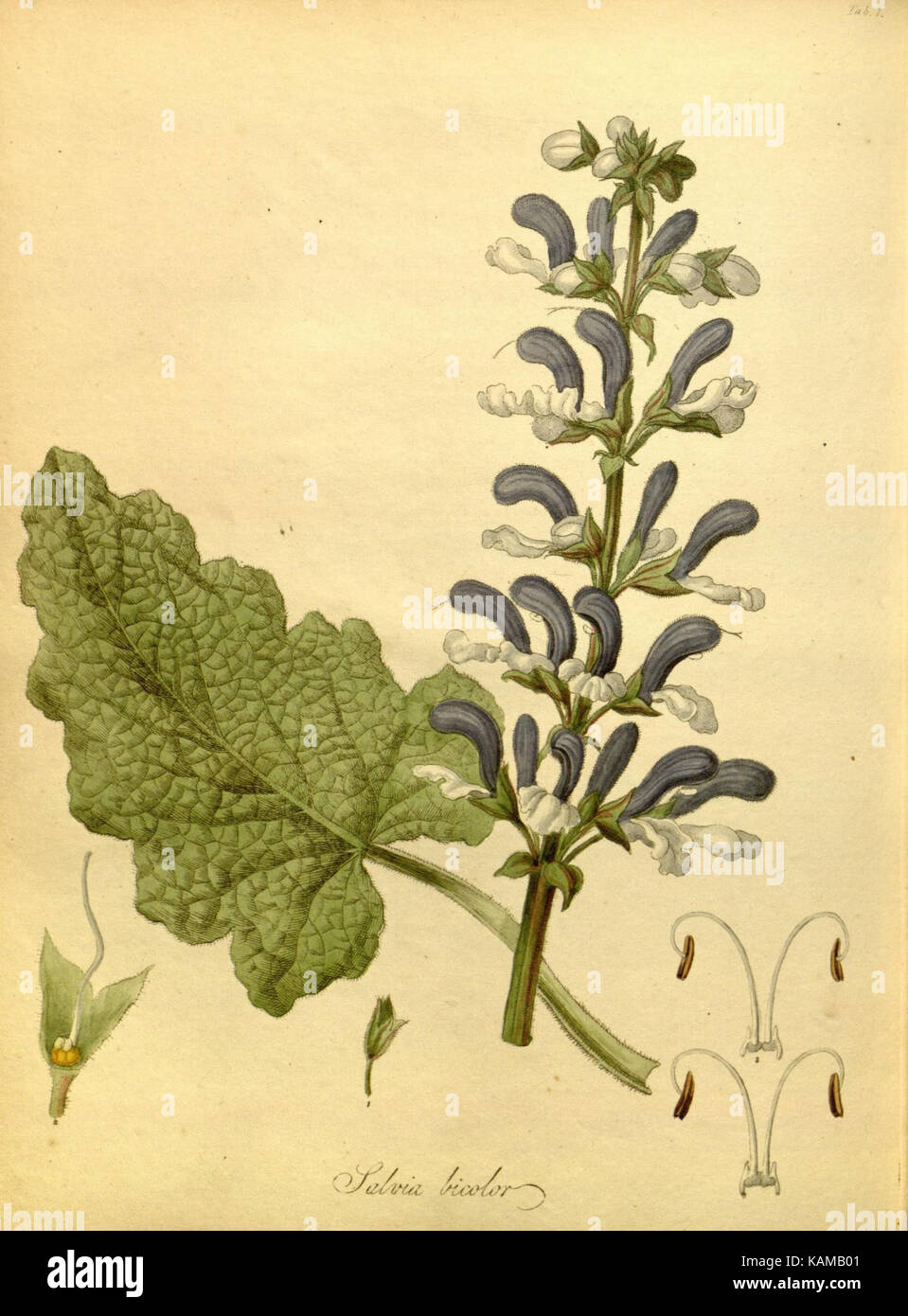 Das paradisus londinensis (8317633591) Stockfoto