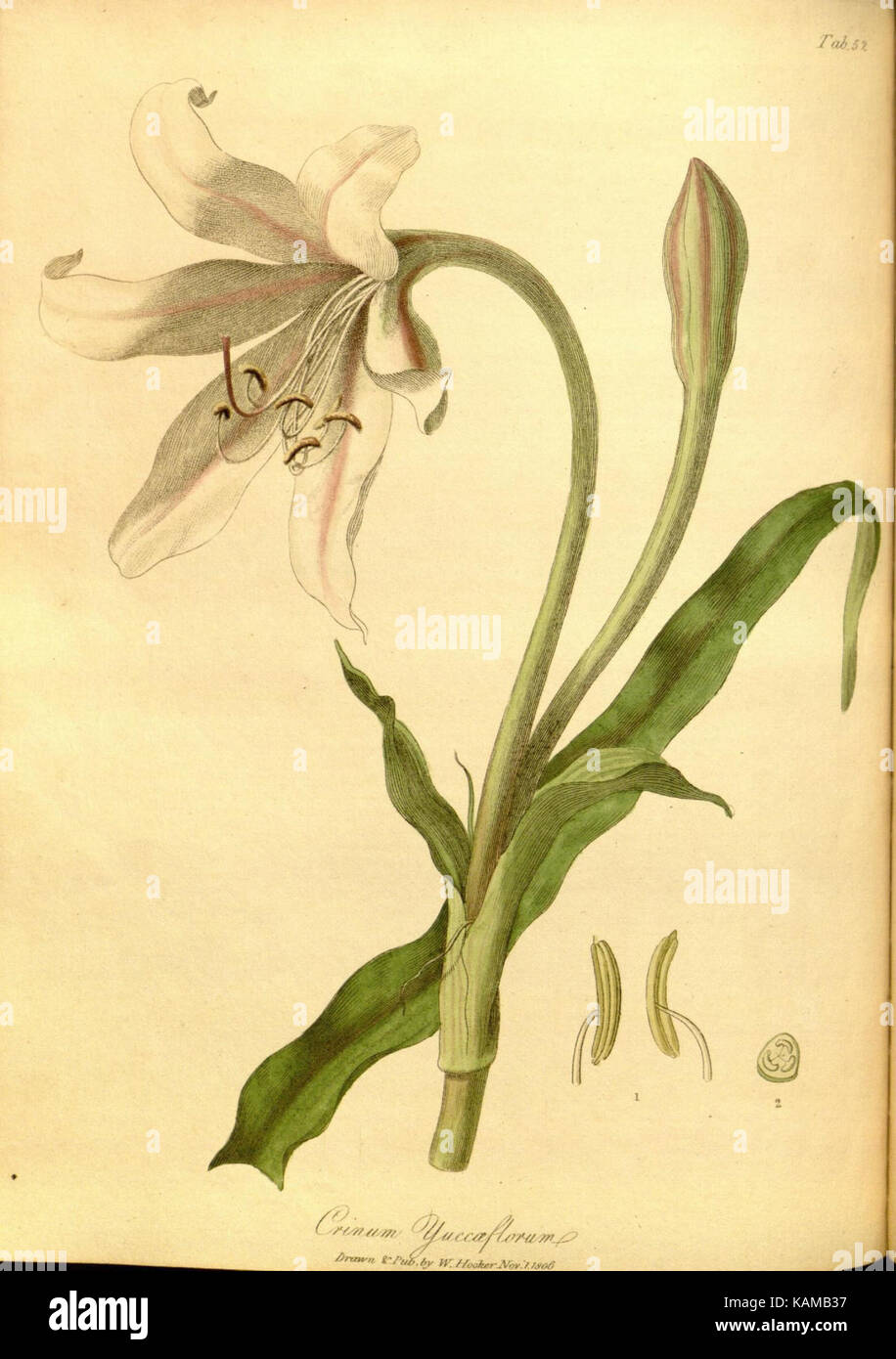 Das paradisus londinensis (8318654170) Stockfoto