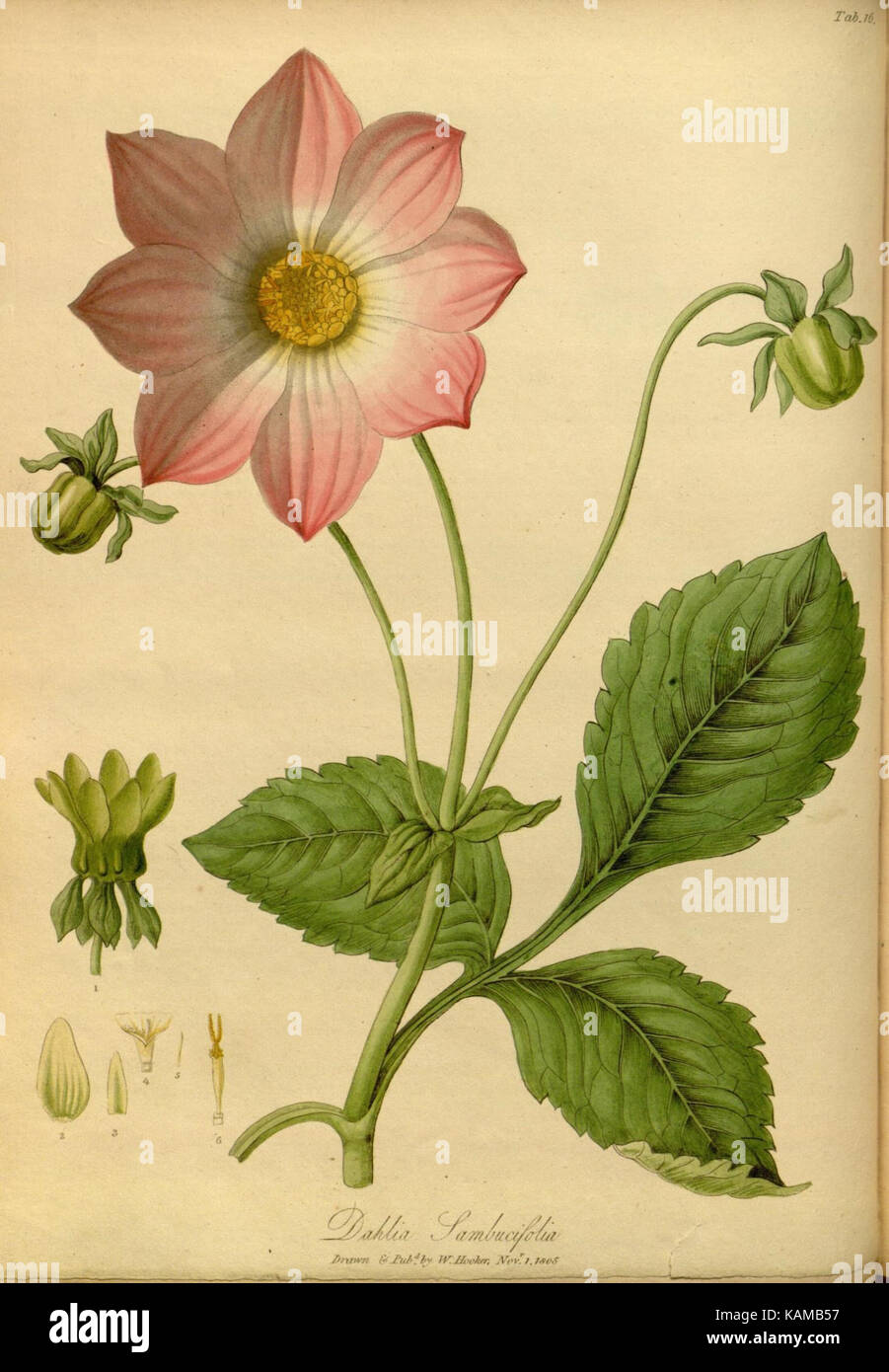 Das paradisus londinensis (8318634610) Stockfoto