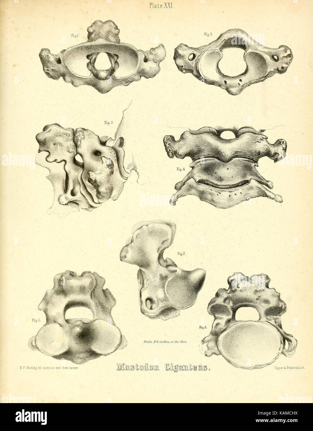 Das mastodon giganteus von Nordamerika (Platte XXI) (8134869388) Stockfoto