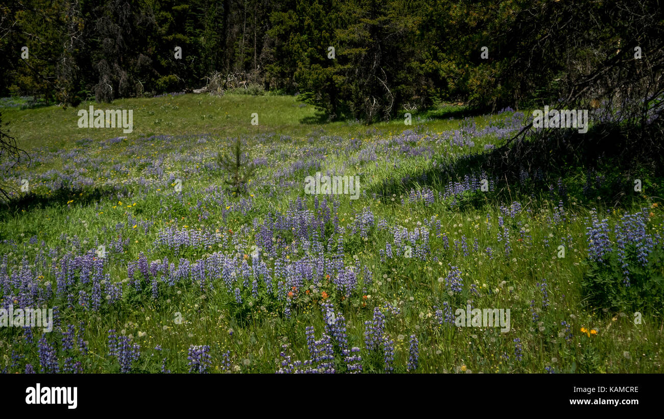 Alpine Wiese in voller Blüte - Lupinen, Löwenzahn und andere wilde Blumen. Bild in South chilcotin Mountain Park genommen (see Fichte), BC, Kanada. Stockfoto