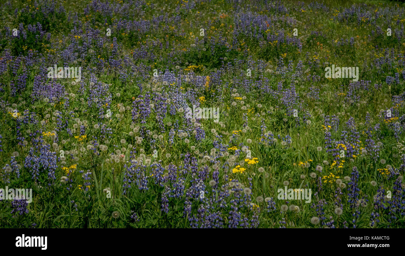 Blick auf eine Almwiese voller wilder Blumen - Lupinen, Löwenzahn, etc (Fichte See geschützten Bereich, BC, Kanada). Stockfoto