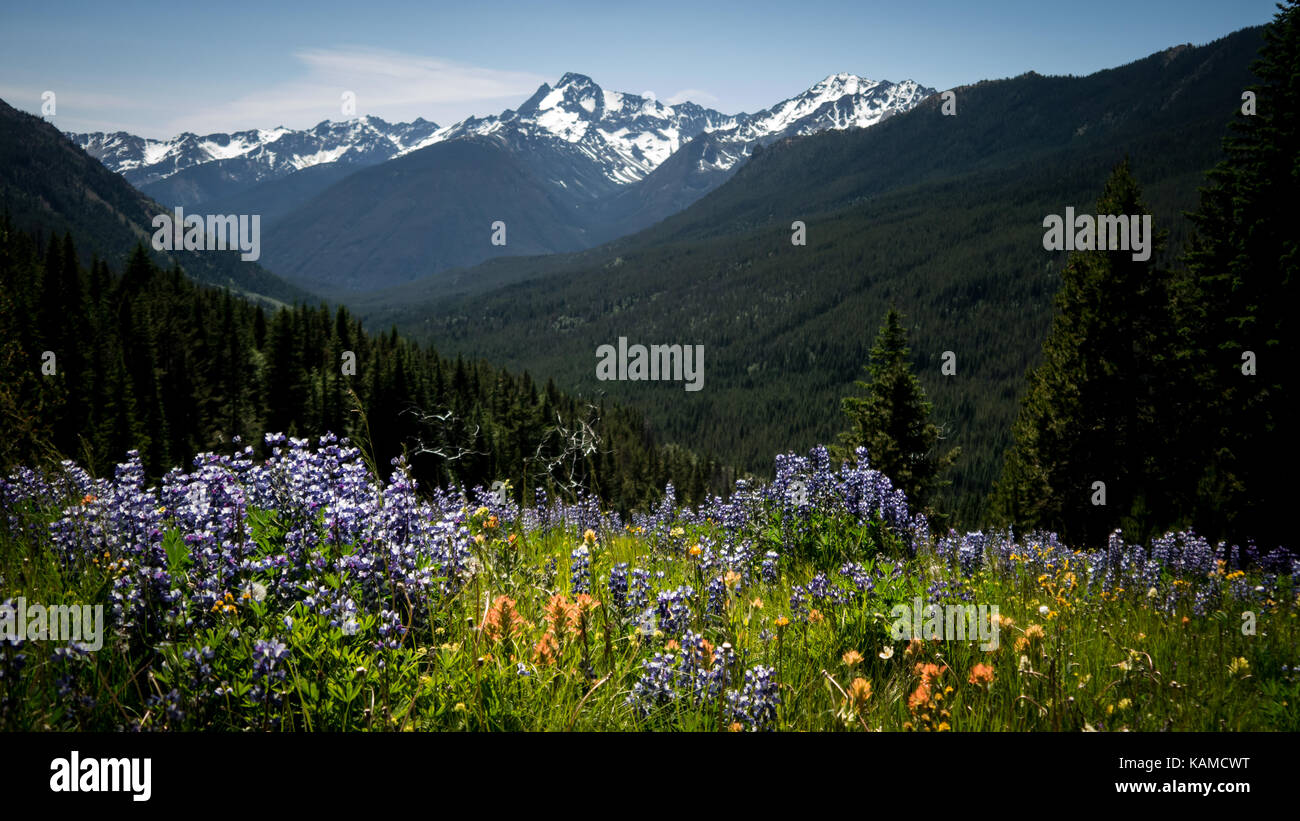 Ansicht aus einem Alpine Meadows (voller Lupinen und Indian Paintbrush), schneebedeckte Berge im Rücken (Fichte See geschützten Bereich, BC, Kanada). Stockfoto