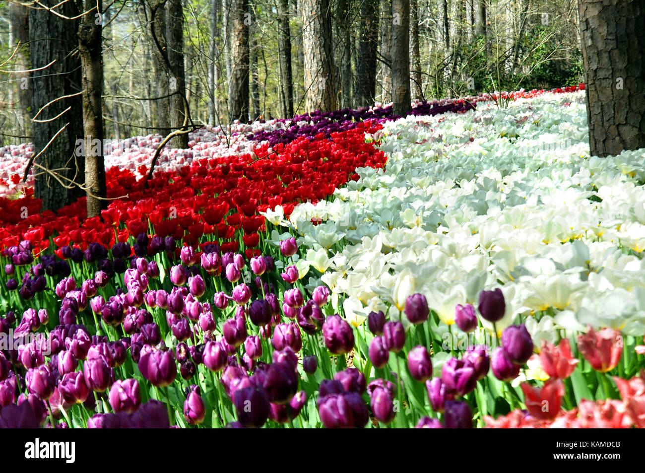 Tulpen blühen im Proliferation in der Landschaft von garvins Woodland Garden in Hot Springs, Arkasnas. Reihen von Rot, Violett, Lila und Stockfoto