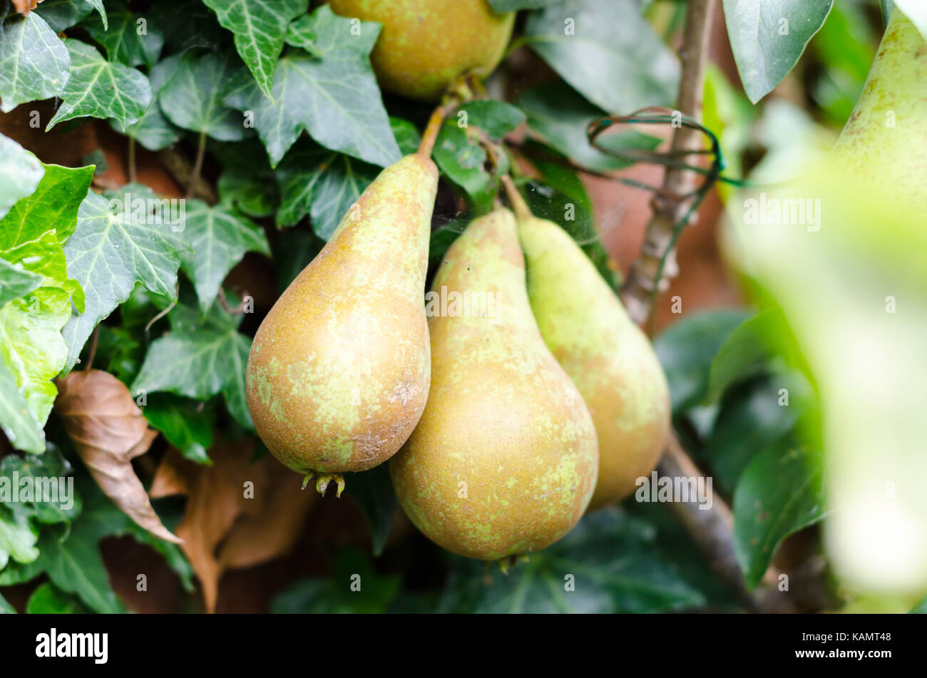 Birnen wachsen auf einen Birnbaum in einem Garten Stockfoto