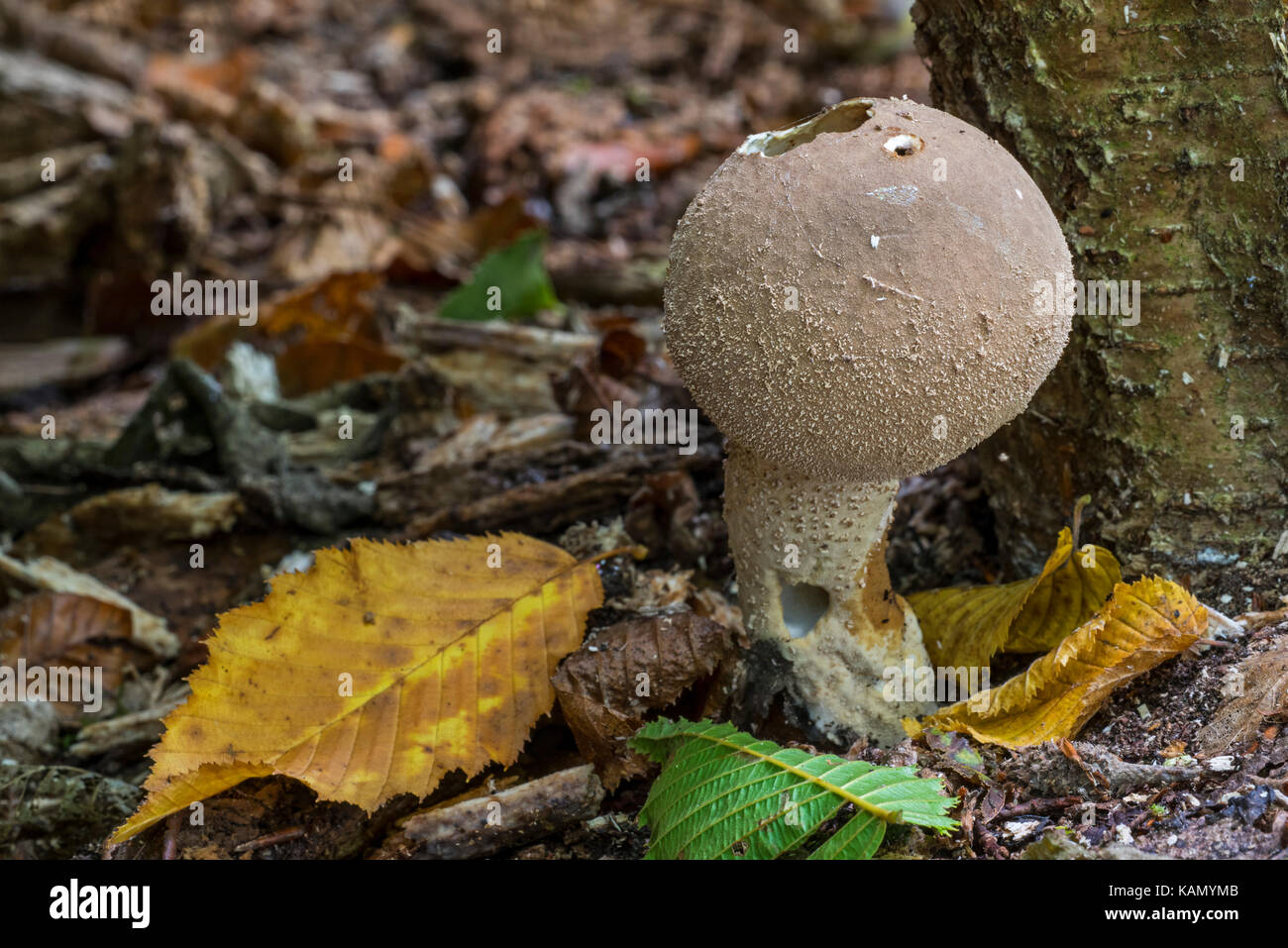 Pear-shaped Puffball/Stumpf puffball (Lycoperdon Pyriforme) im Herbst Wald Stockfoto