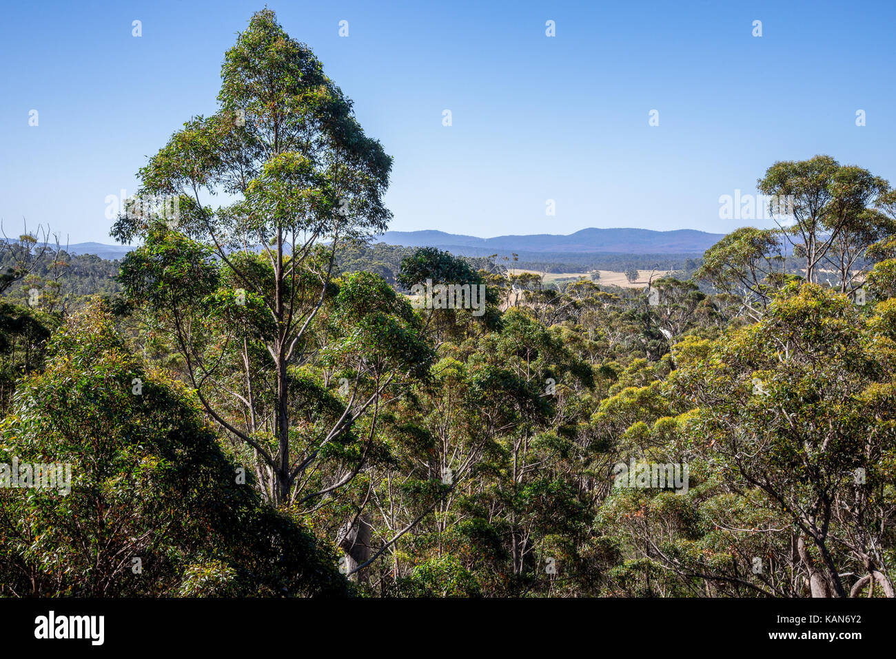 Eine Riese tingle Bäume Landschaft von einer Brücke Tree Top Walk in Walpole-Nornalup Nationalpark Stockfoto